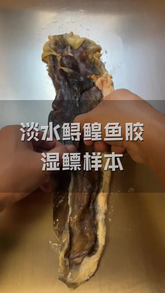 淡水鲟鳇鱼胶湿胶