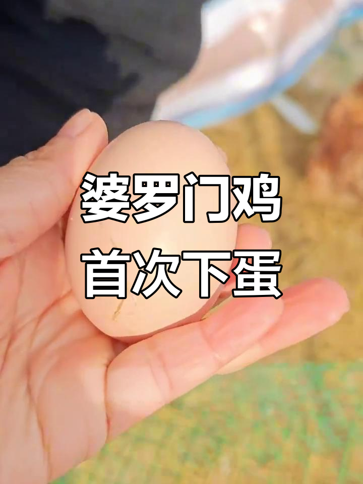 婆罗门鸡下蛋了!五十四克小鸡蛋,竟然这么容易生?