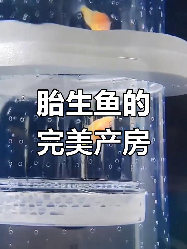 漂浮繁殖盒设计巧妙,360度循环水,胎生鱼理想产房