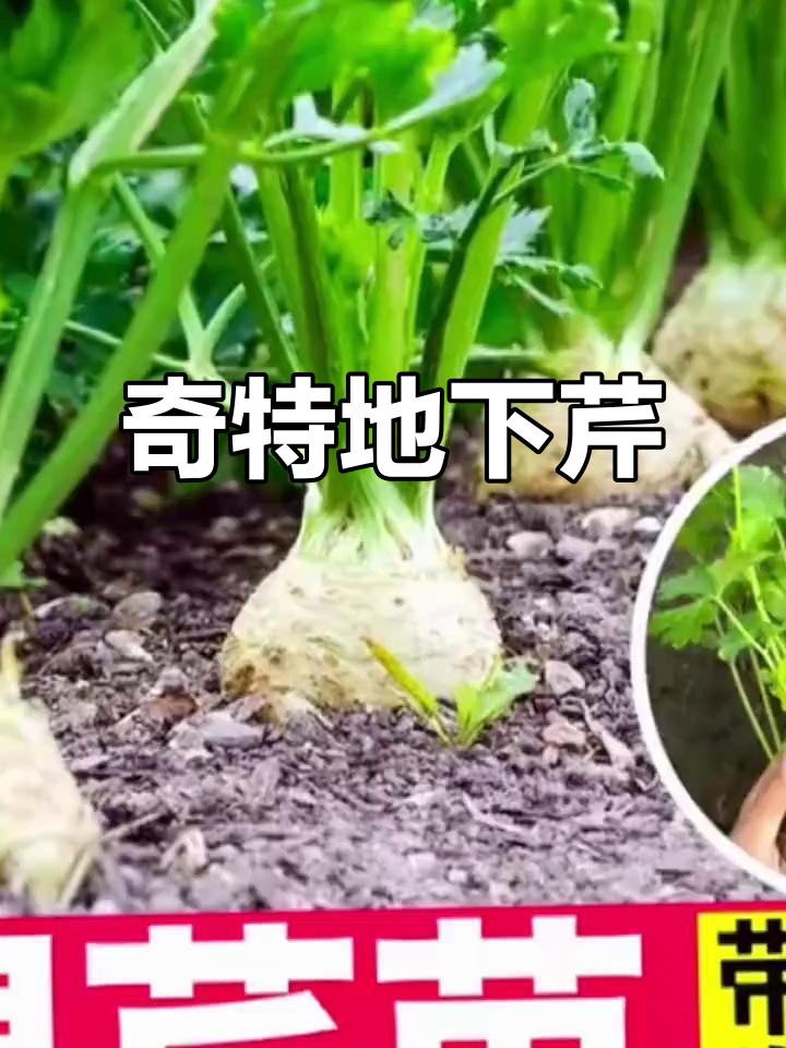 这种芹菜根大味美,冬季不冻夏季耐热,家里随便种!