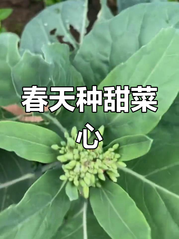 甜菜心:营养丰富,春季种植首选