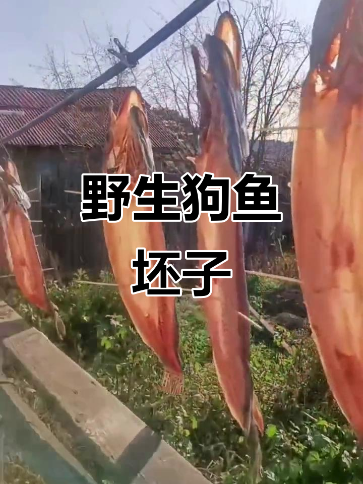 黑龙江中俄界江特产：自然晾晒的狗鱼坯子，口感鲜美无比