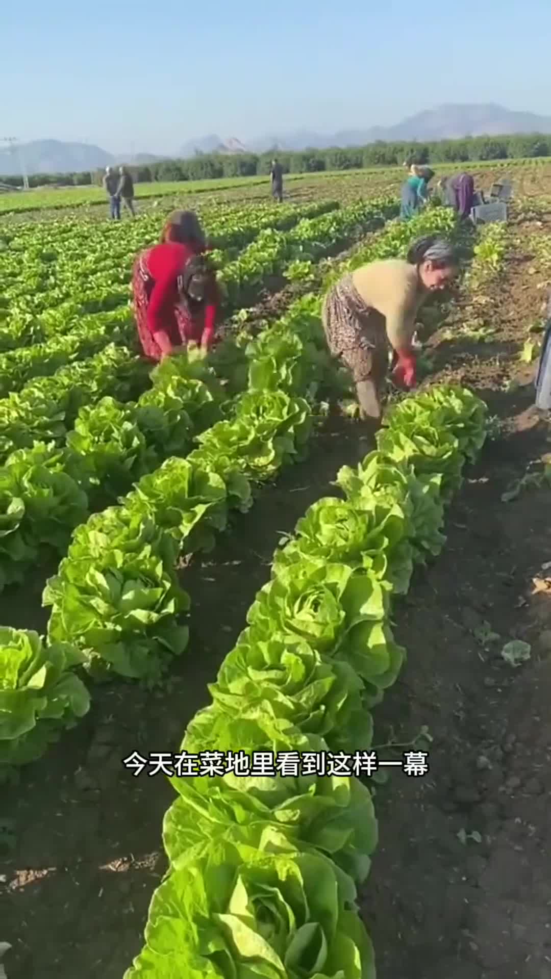 这是什么品种的青菜 记录生活
