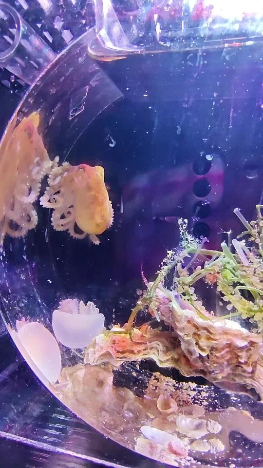 章鱼哥和水母宝宝