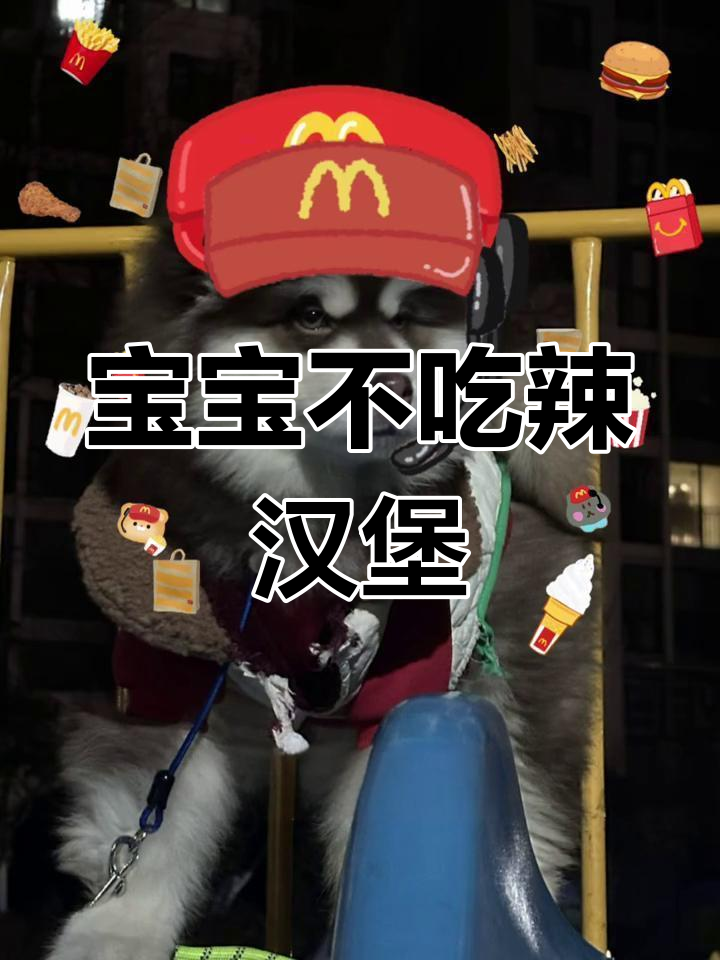 阿拉斯加宝宝挑战麦辣鸡腿堡,结果笑翻了!