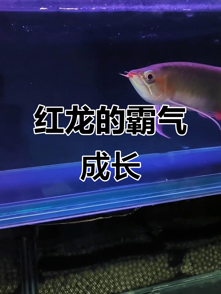 泗水芭艳红龙成长记:从20公分到38公分的霸气蜕变