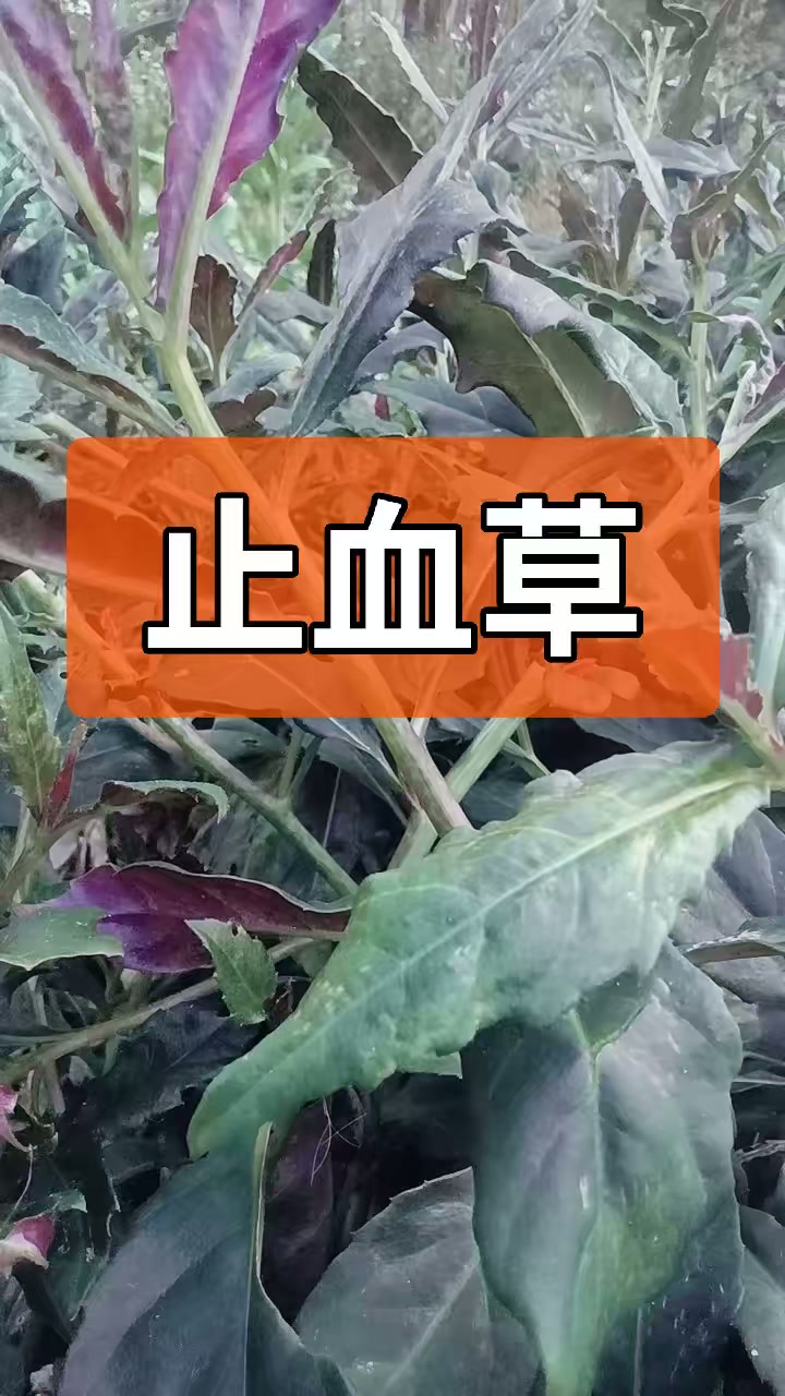 红凤菜：既有观赏价值又是药食两用的纯绿色中草药