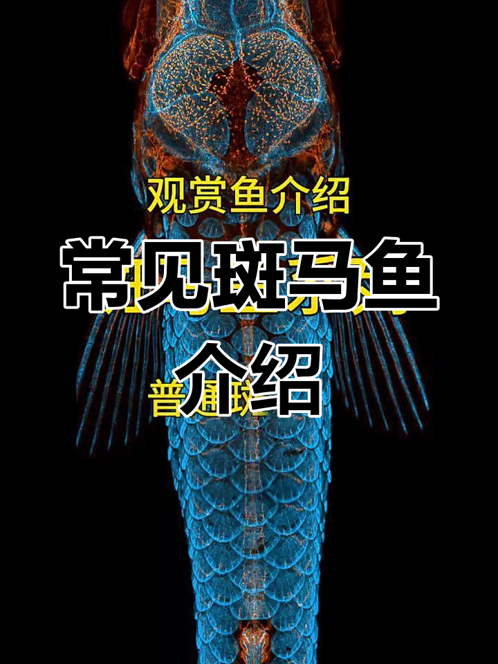 普通斑马鱼:小巧多彩,群游壮观