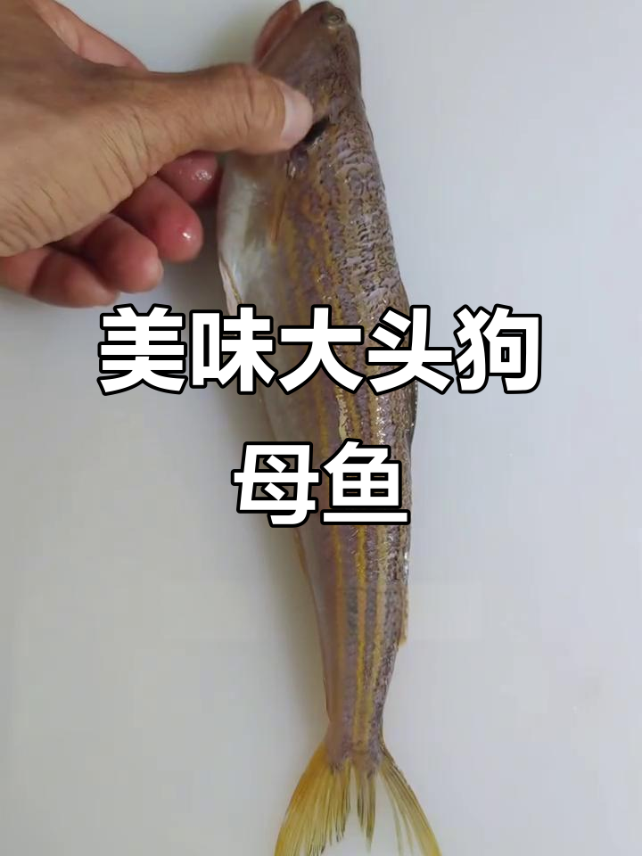 大头狗母鱼,肉质鲜美,适合制作鱼丸