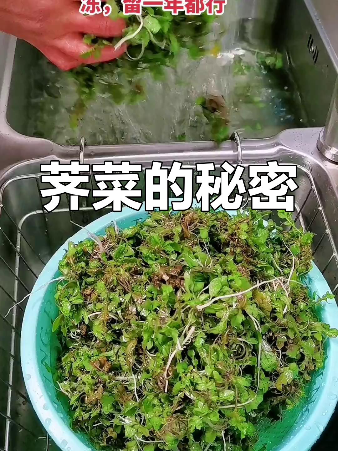 荠菜根保留营养,冷冻后随时做饺子、饼等美味