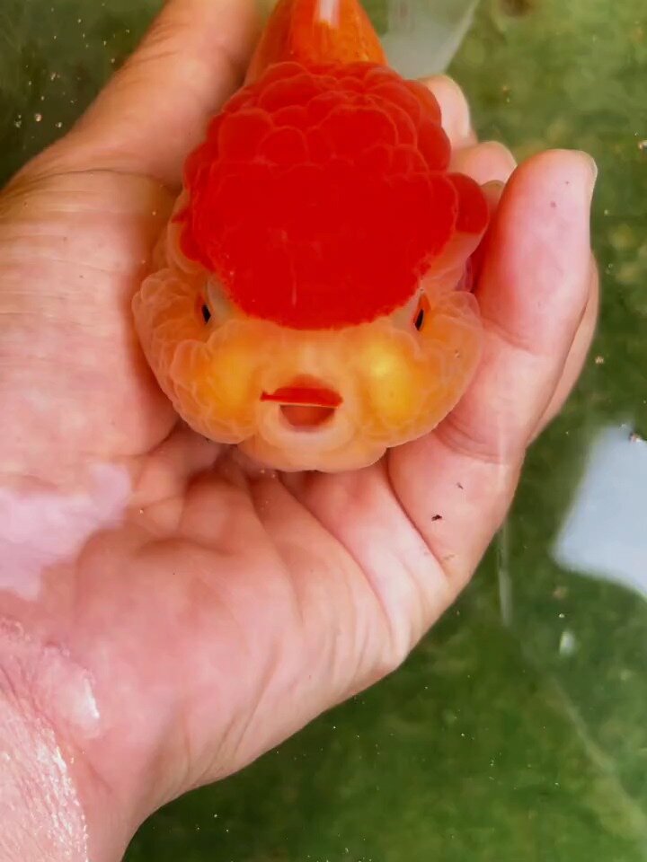 漂亮的红头泰狮金鱼