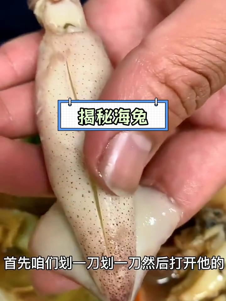 海兔的秘密:为什么叫籽乌?