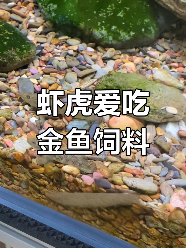 虾虎和长鳍鱲鱼竟然吃这种饲料,吃得发胖了!