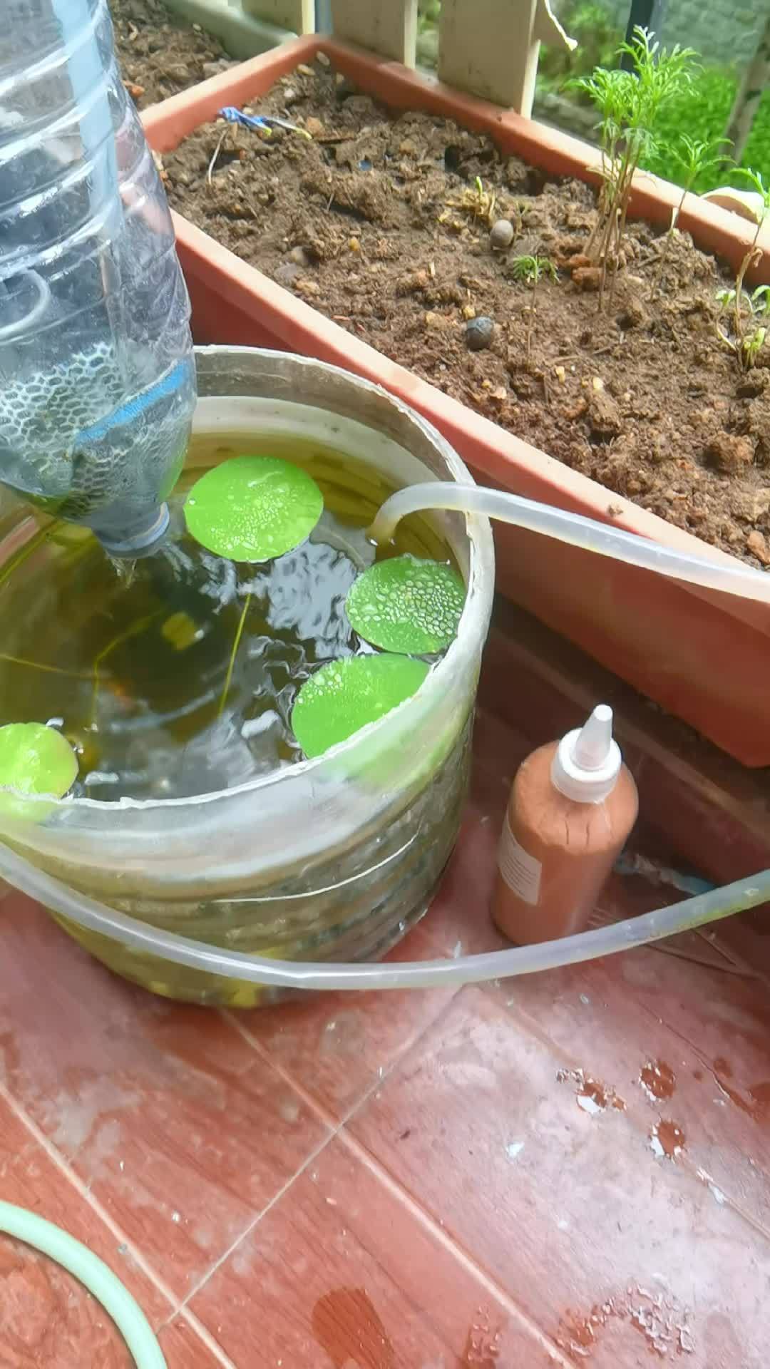 养了一个月的鲈鱼苗,还是活蹦乱跳的 爱生活爱养花 生活处处有惊喜 万物生长 生活小乐趣 古