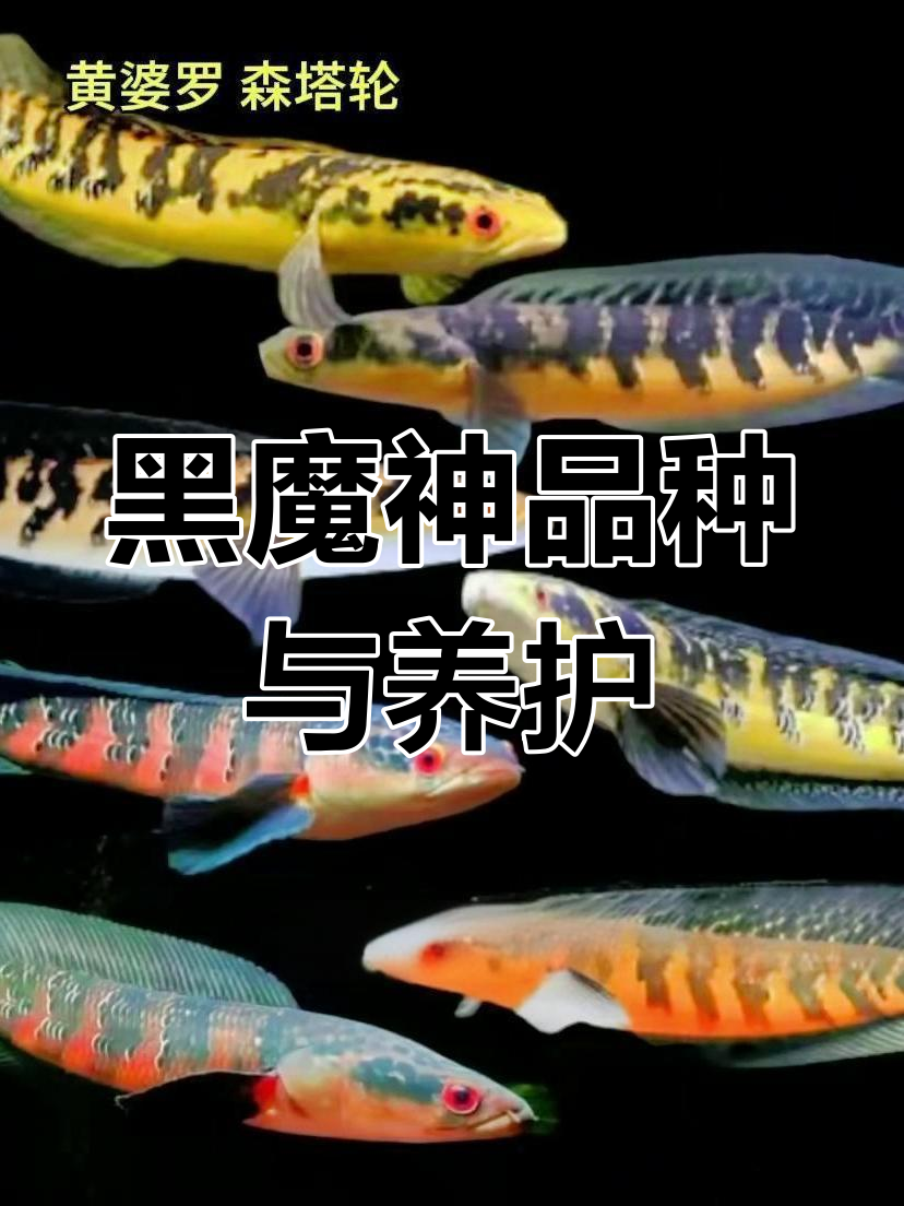 黑魔神品种大揭秘:从流域分类到饲养要点全解析