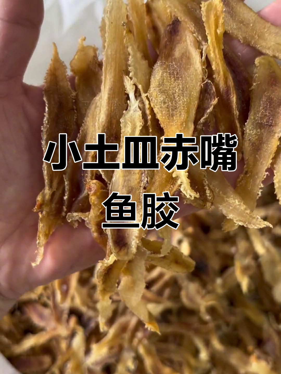 新鲜赤嘴鳘鱼胶,女人长期吃的好处大揭秘