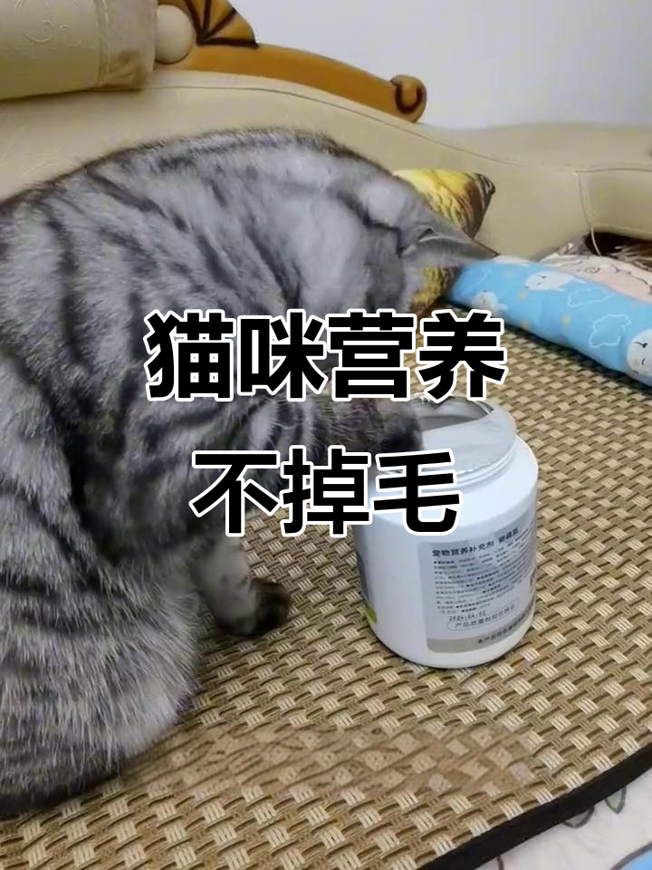 小猫咪掉毛怎么办？补充卵磷脂和鱼油，毛发更浓密