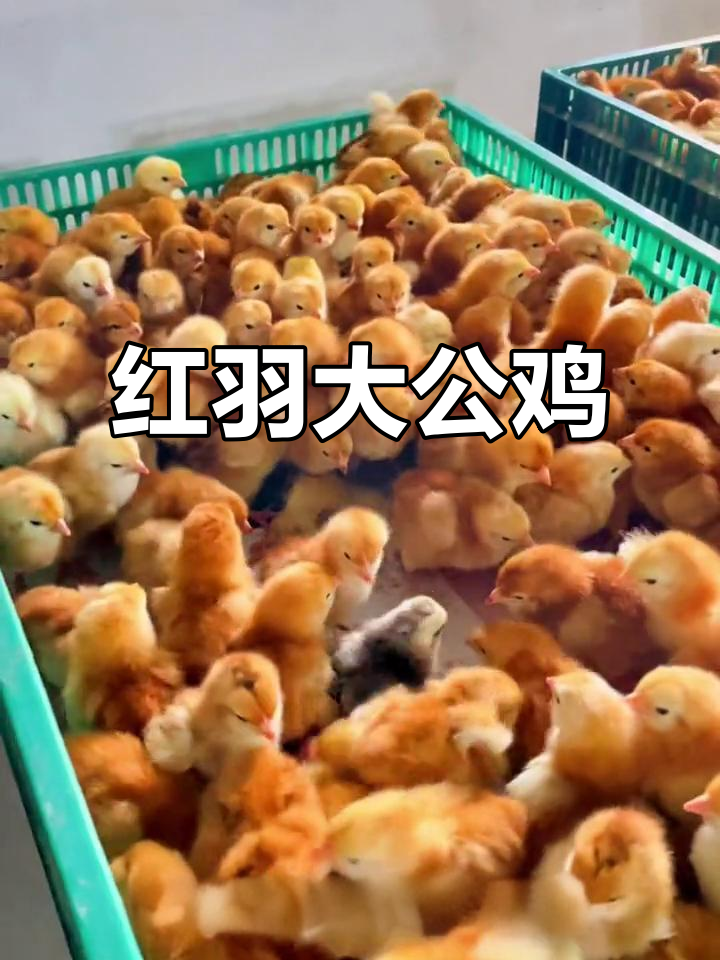 红玉鸡苗,成长迅速,羽毛鲜艳,能长到10斤