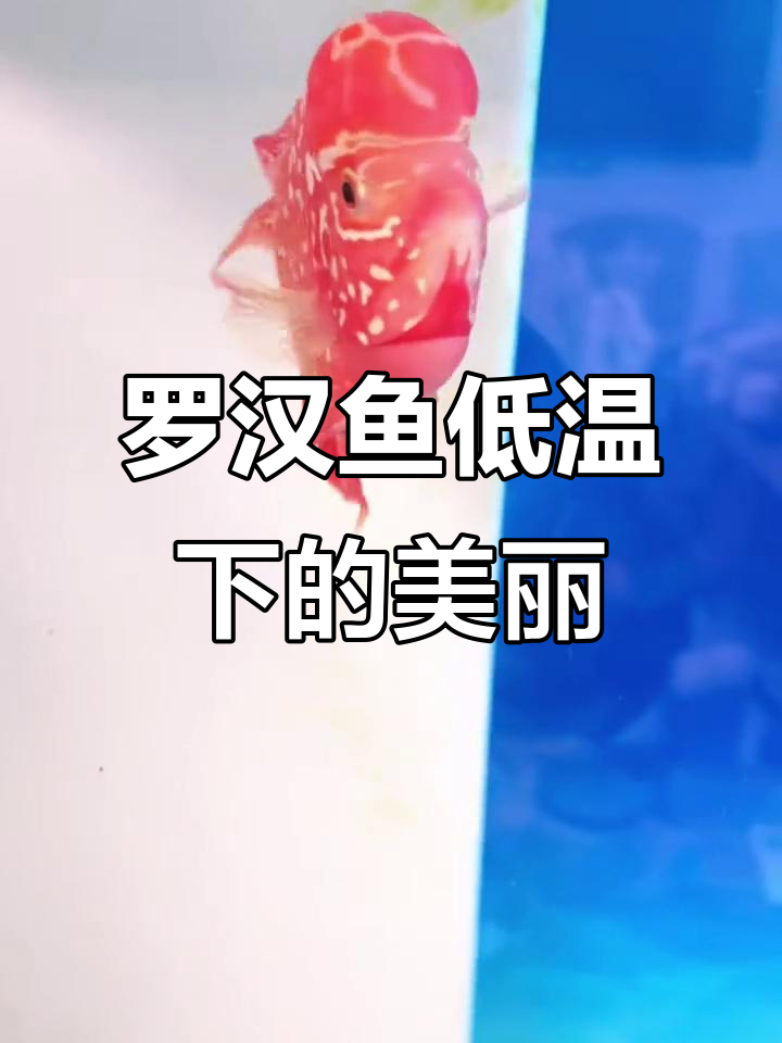 24.5度水温下，这头罗汉鱼依然保持完美体色