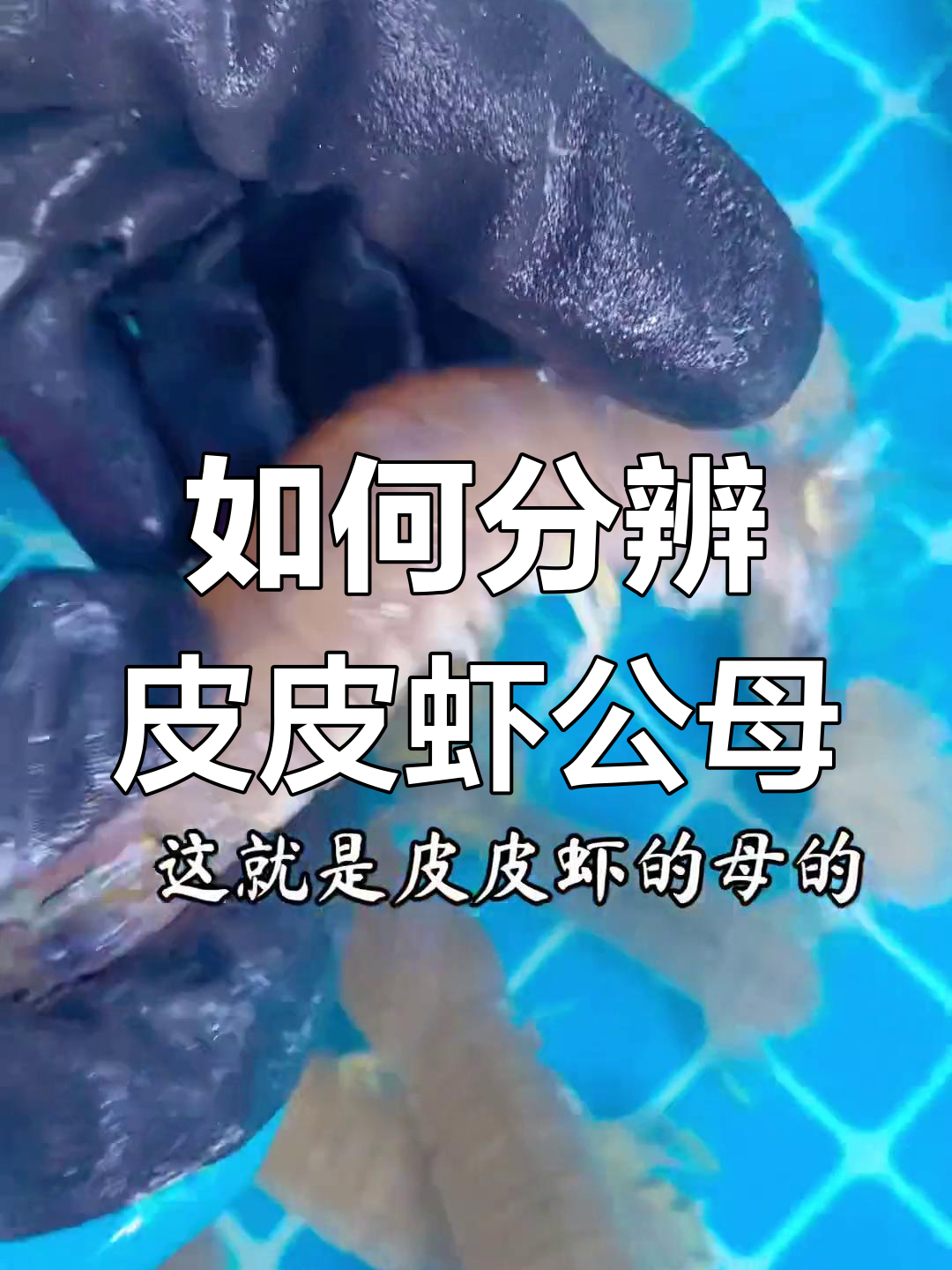 皮皮虾公母怎么区分?一看就懂