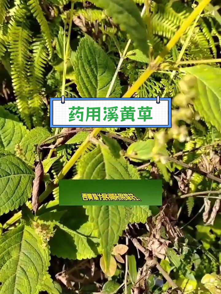 溪黄草的多重功效与应用