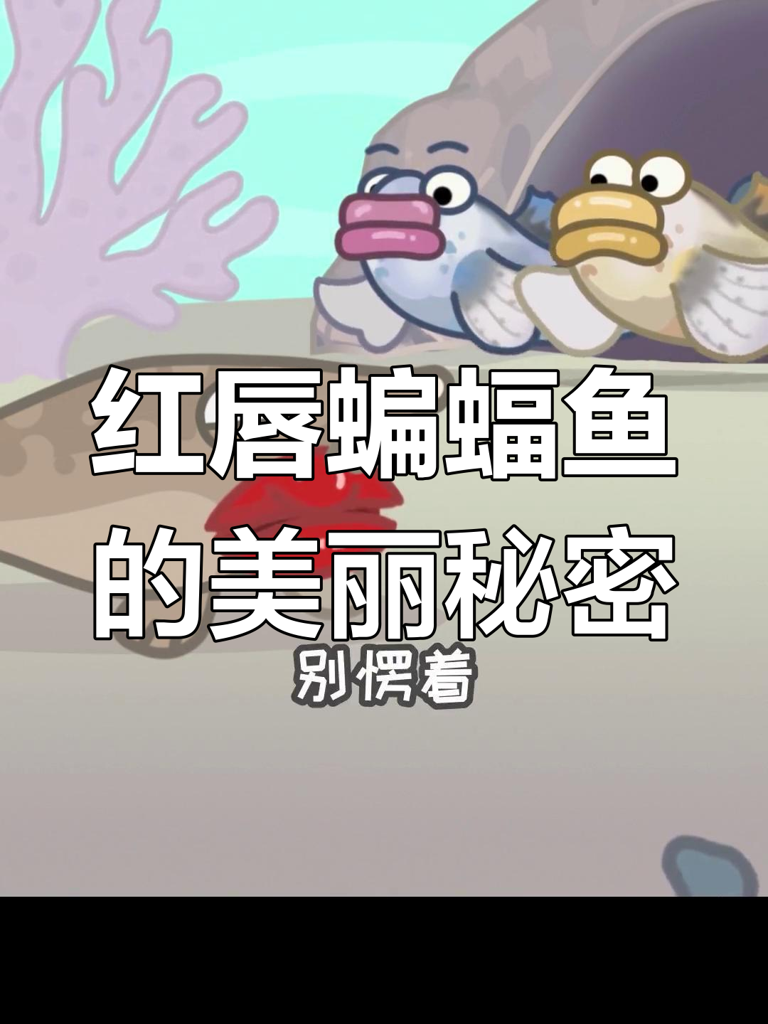 海中石榴姐红唇蝙蝠鱼,海底美人惊艳登场