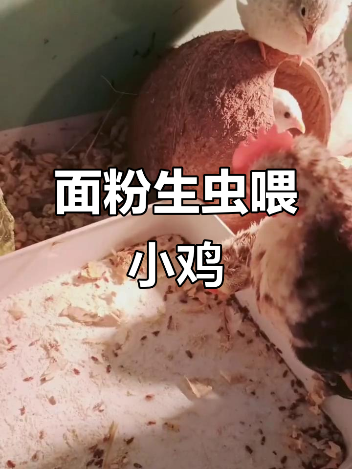 小鸡吃虫吃到肉,面粉生虫成美味