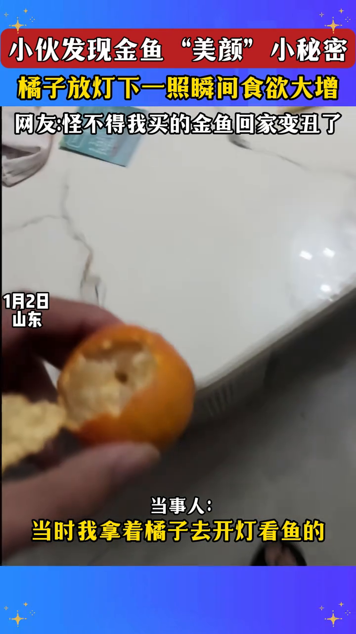 小伙发现金鱼“美颜”小秘密,橘子放灯下一照瞬间食欲大增