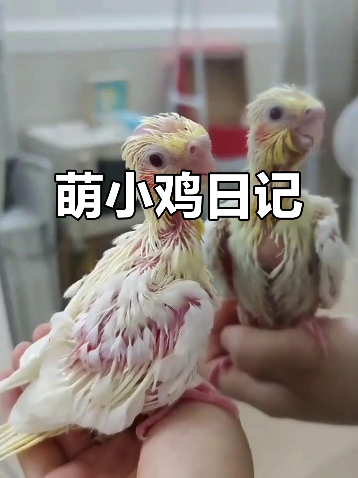 小鸡萌萌成长,胖乎乎的超级可爱!
