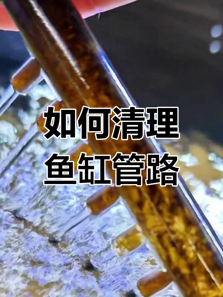 鱼缸进出水管路清洗技巧