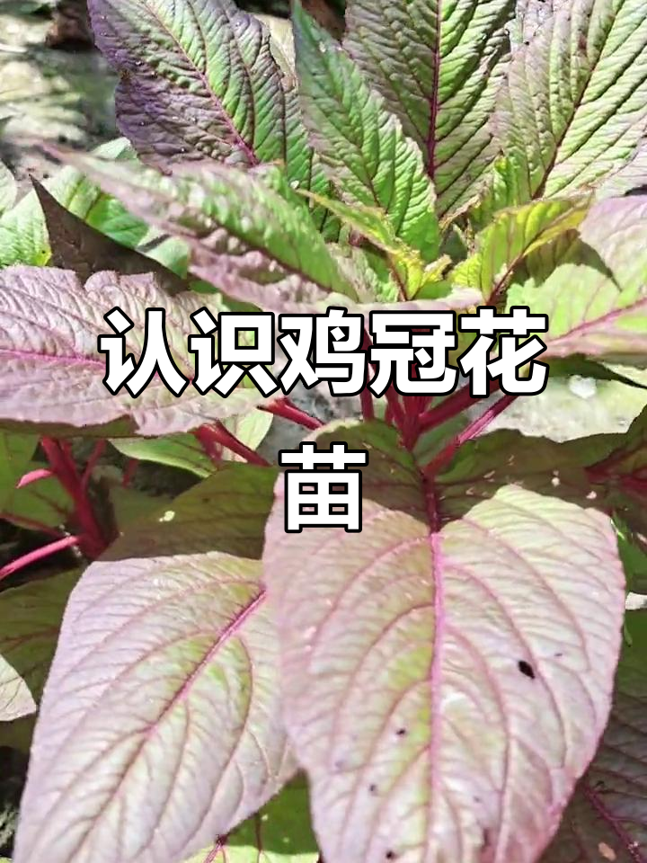 鸡冠花苗的奇妙之旅:从激光谱站到柔和笔触