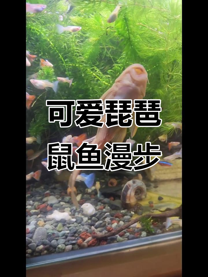 琵琶鼠鱼悠闲散步,萌态十足