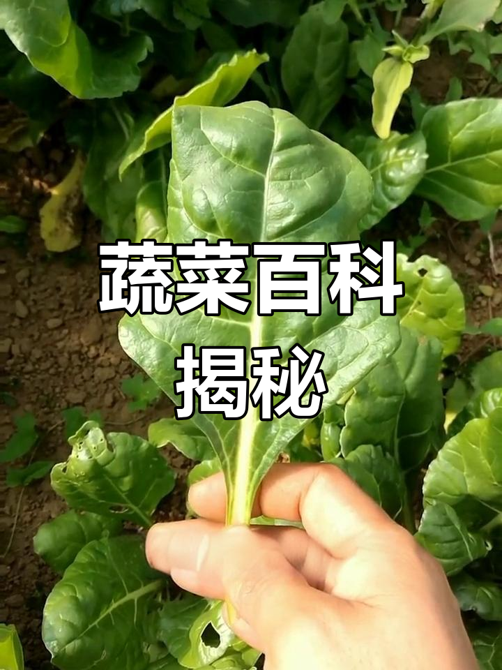 牛皮菜与根达菜的秘密