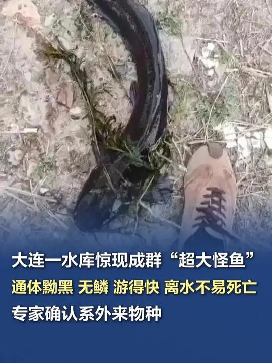 大连一水库惊现成群通体黝黑的“超大怪鱼”,专家确认系外来物种 近日,王先生在辽宁大连西山水