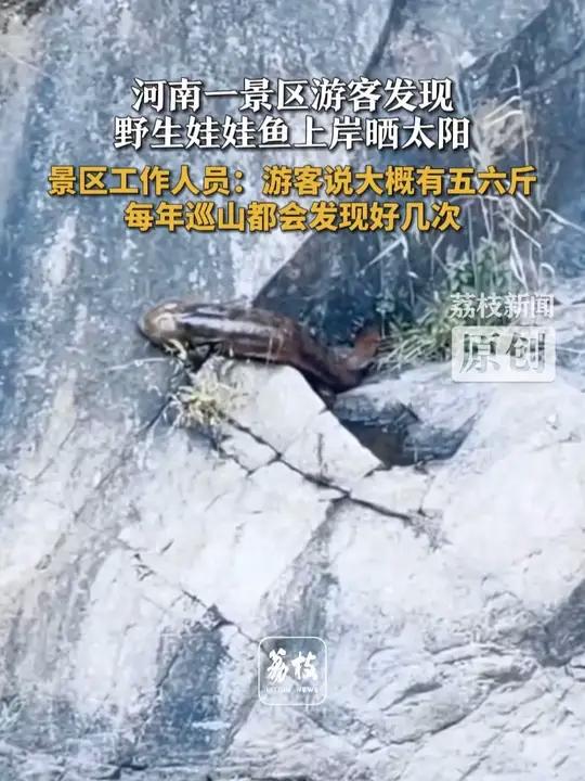 河南一景区游客发现 野生娃娃鱼上岸晒太阳 景区工作人员:游客说大概有五六斤 每年巡山都会发