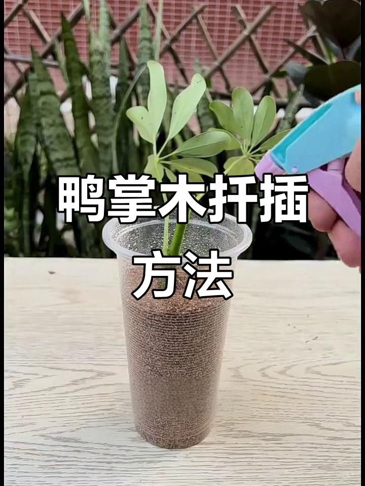 春季鸭掌木扦插技巧，轻松成活率高