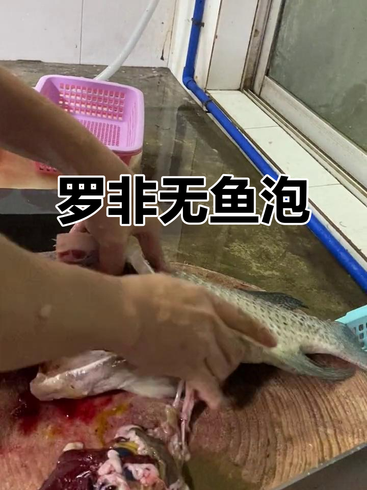 罗非鱼竟然没有鱼泡?真相揭秘