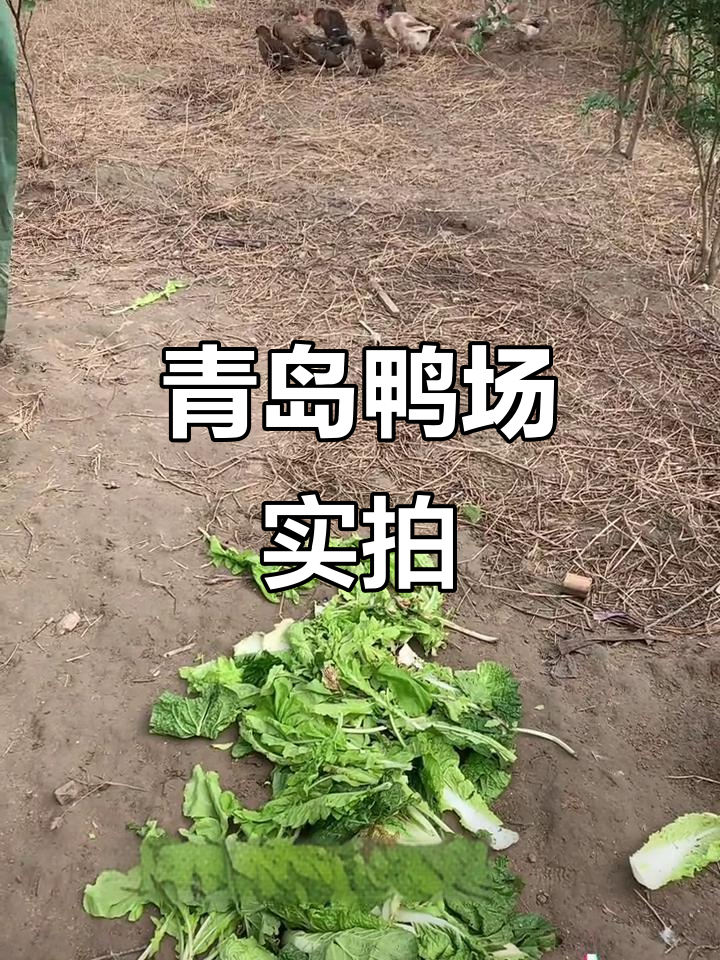 青岛鸭子养殖场揭秘:3个品种15只,实力不容小觑