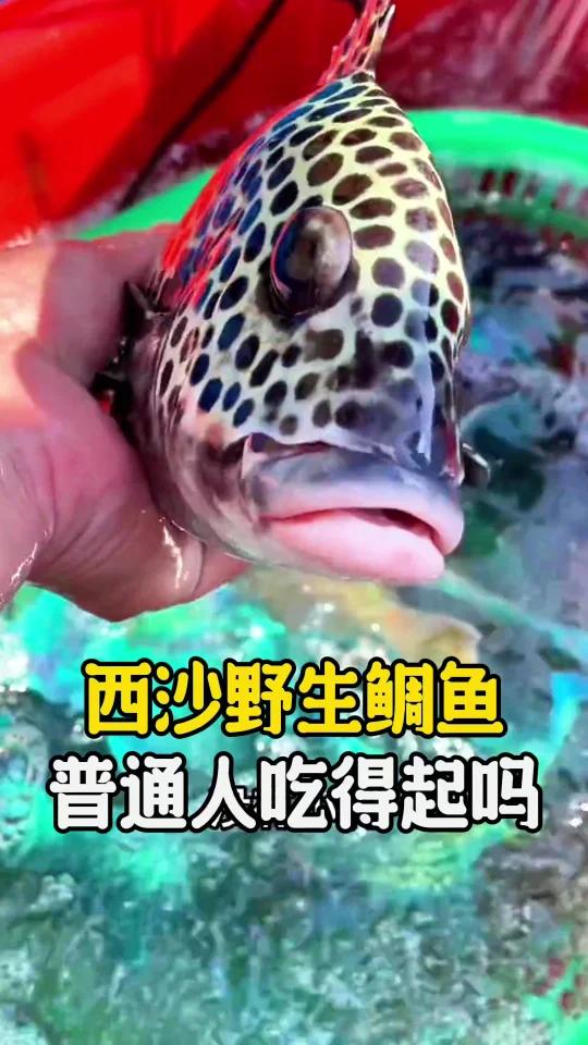 你要的西沙野生鱼价格来啦