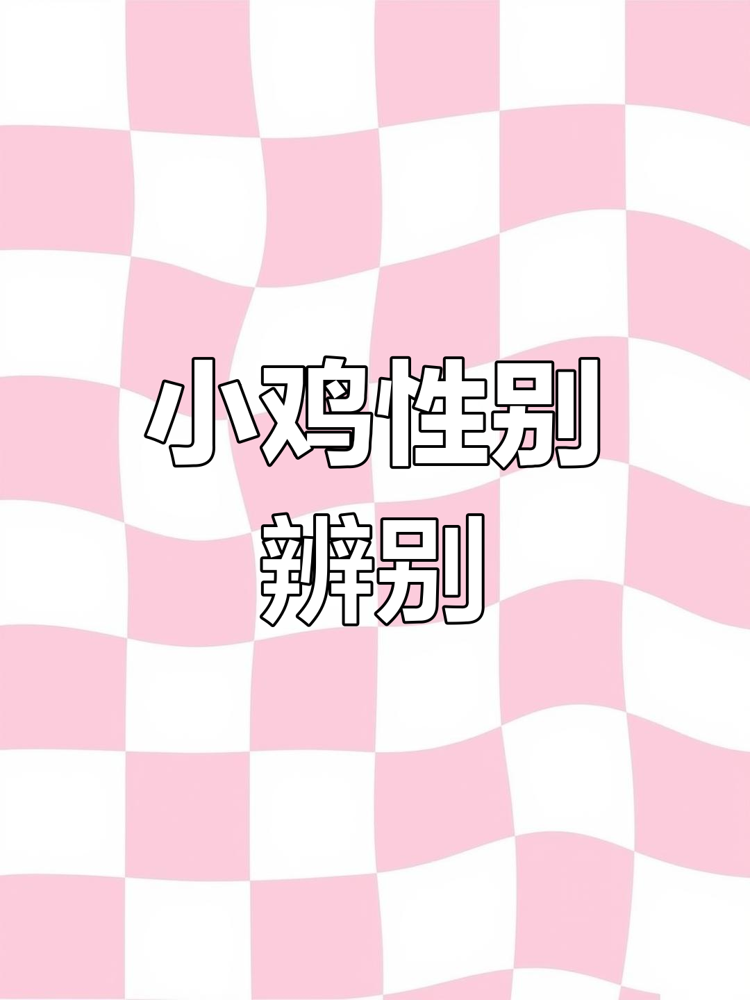 小鸡性别大揭秘,养到20天就能分辨啦!
