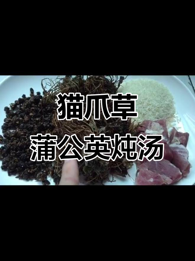 猫爪草蒲公英根煲瘦肉,消炎散结、清热解毒效果佳