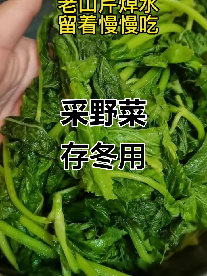 呼伦贝尔野菜大丰收,冻起来冬天慢慢吃,包饺子蒸包子都行