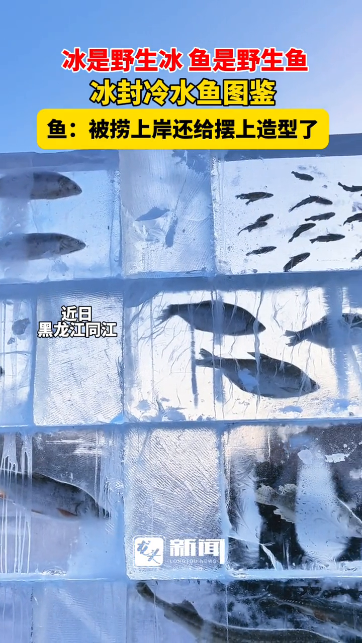 冰是野生冰 鱼是野生鱼