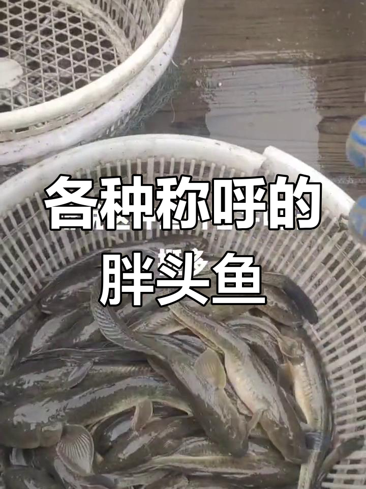 大连胖头鱼,各地叫法不同