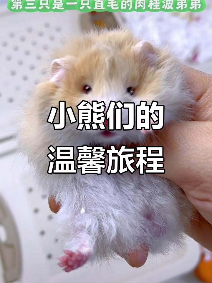 仓鼠打包大揭秘,纸毛蜜波与肉桂波弟弟的可爱日常