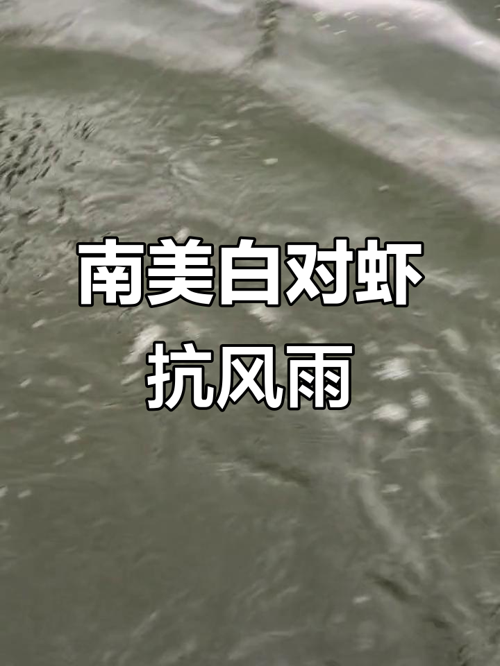 雨天持续,南美白对虾依然稳住阵脚