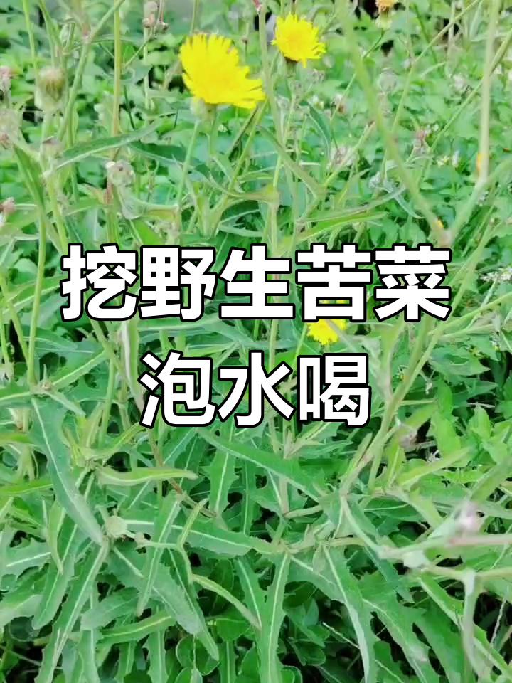 春天必备!野生苦菜采回家,晒干泡水降火神器