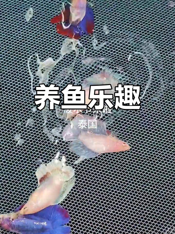 泰国半月斗鱼:热带观赏鱼的魅力