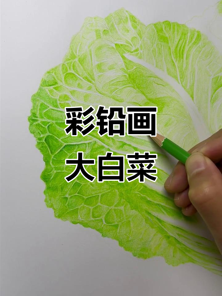 彩铅大白菜，画出可爱蔬菜