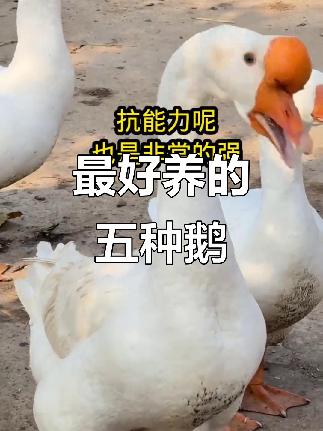 五种最适合养殖的鹅品种，你了解吗？